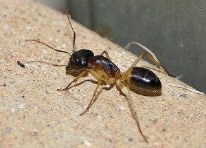 wenatchee sugar ant